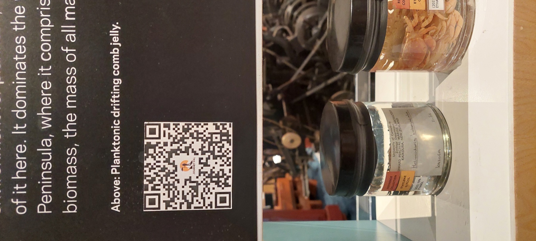 Journey Pal QR code beside a marine life exhibit at Kaikoura Museum